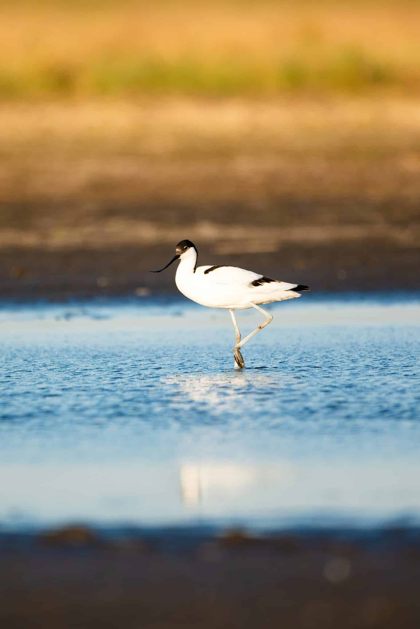 La podophobie : comprendre et surmonter la peur des pieds